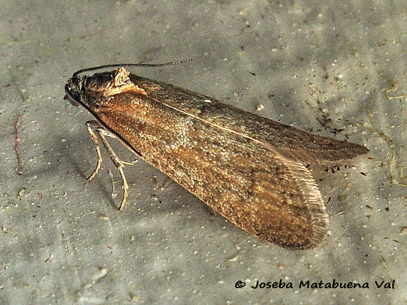 Micro da id.: Tortricodes alternella, Tortricidae